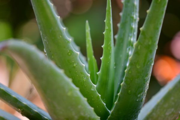 Aloe Vera To Hydrate Your Skin